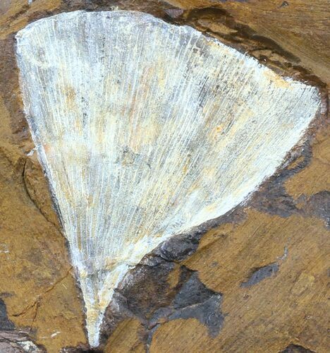 Fossil Ginkgo Leaf From North Dakota - Paleocene #58994